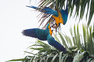 Blue and Yellow Macaw, Trinidad